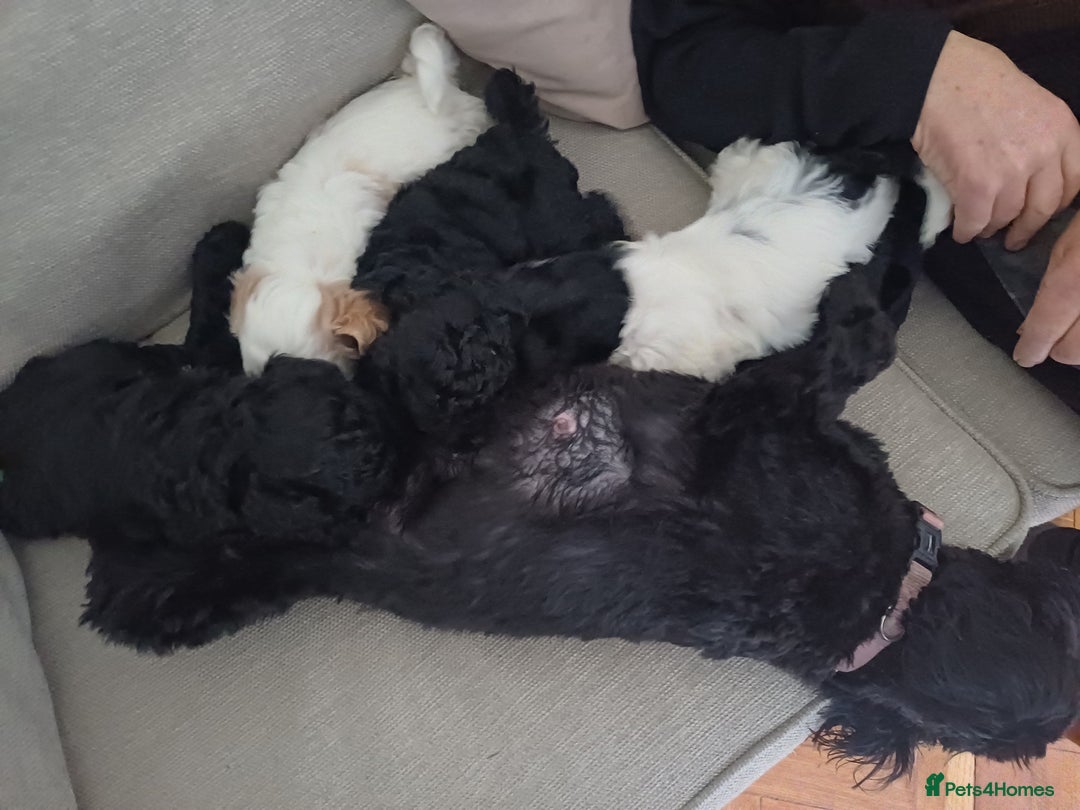 Mixed Breed dogs for sale: Cavapoo puppies available before  **   - Advert 8