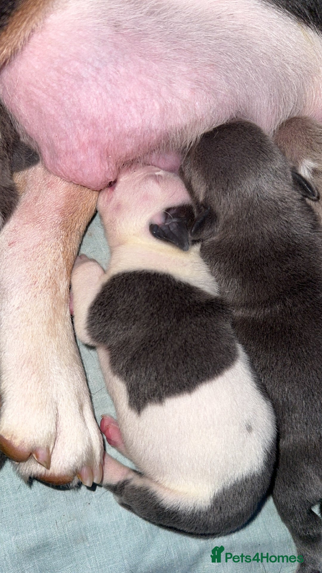 Mixed Breed dogs for sale: Olde pocket bully/ mixed bully  - Image 2