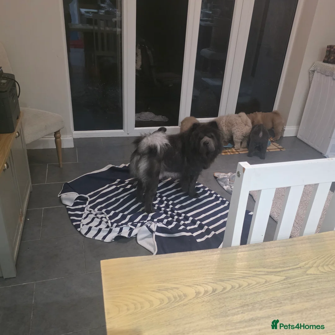 Chow Chow dogs for sale: 1 blue smooth girl left - Advert 3