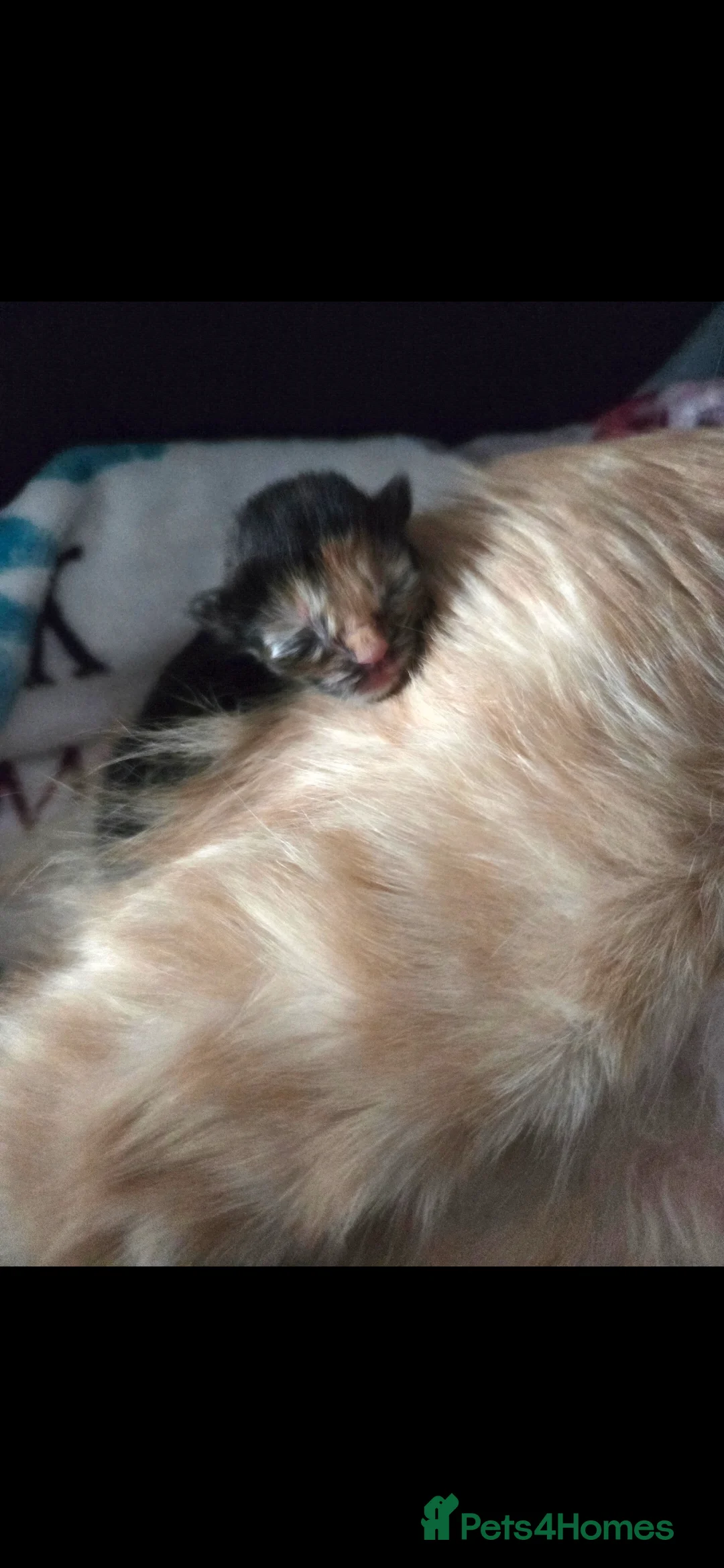 Mixed Breed cats for sale: Maine coon x Ragdoll x British short hair kittens  - Advert 18