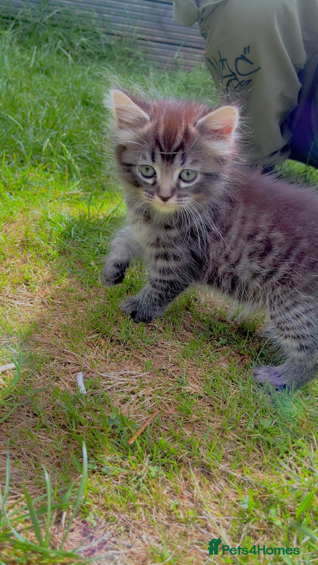Mixed Breed cats for sale: Siamese/bsh domestic cross kittens  - Image 11