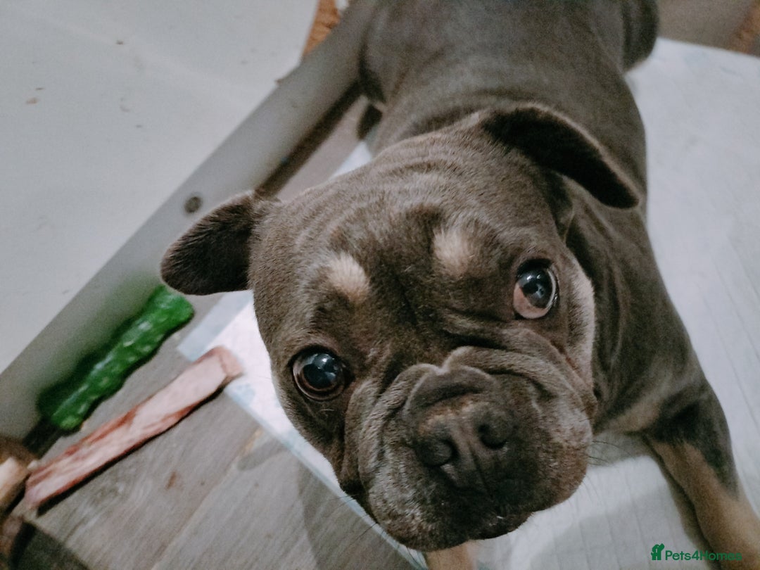 French Bulldog dogs for sale: Female french bulldog to rehome - Advert 1