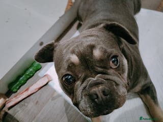 French Bulldog dogs Female french bulldog to rehome - Advert 1