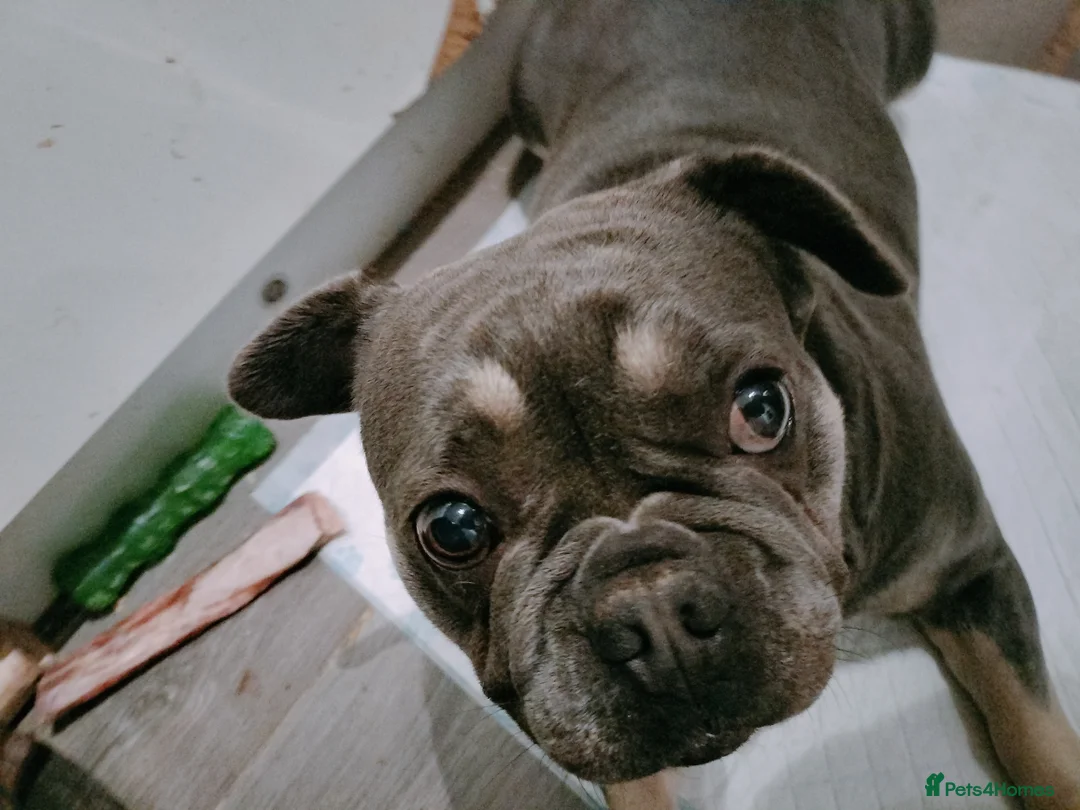 French Bulldog dogs for sale: Female french bulldog to rehome - Advert 1