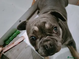 French Bulldog dogs Female french bulldog to rehome - Advert 4