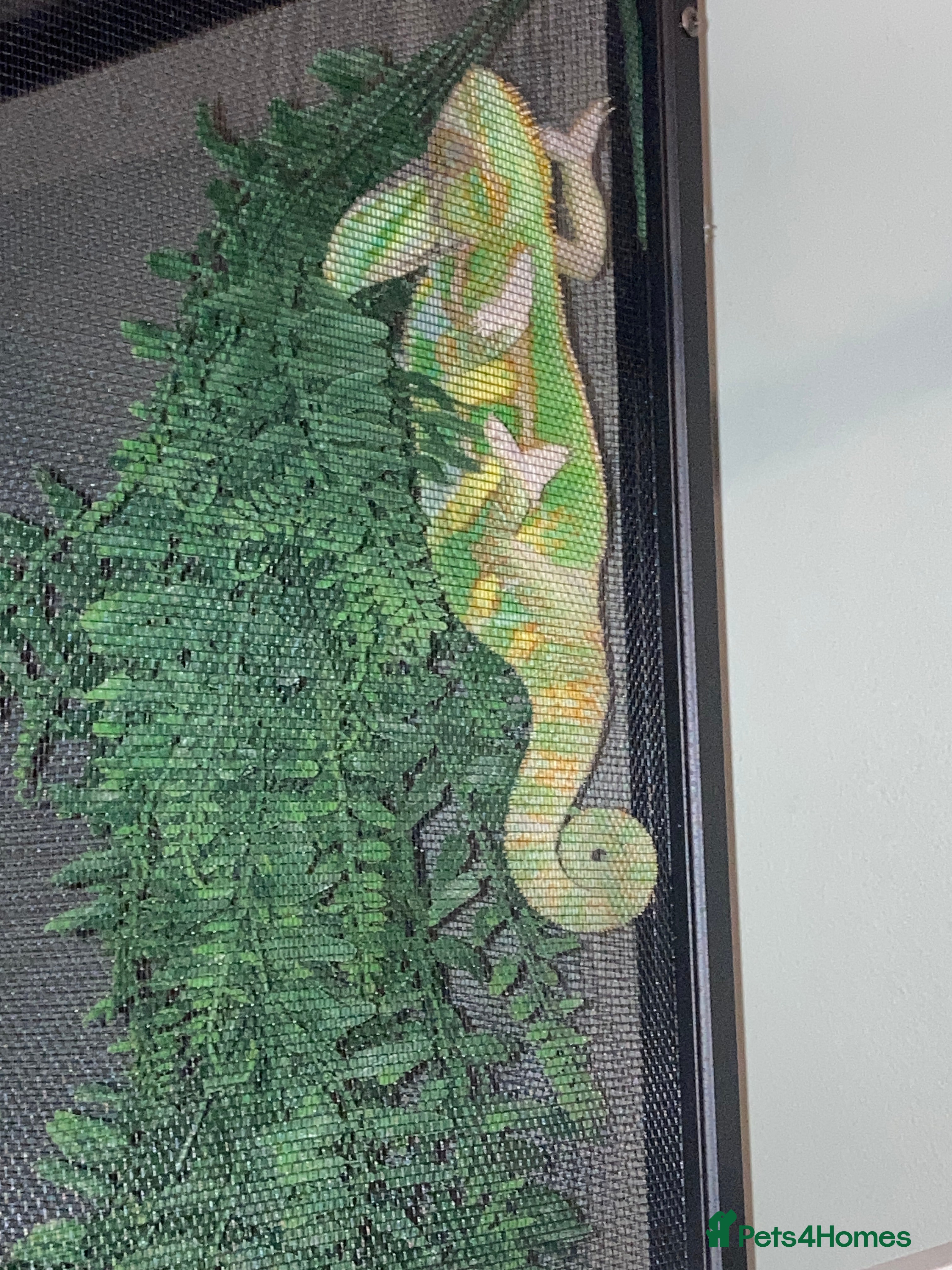 Chameleon reptiles Very friendly Yemen chameleon full setup - Advert 1