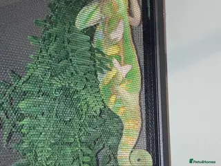 Chameleon reptiles Very friendly Yemen chameleon full setup - Advert 1