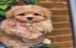 Maltipoo dogs for sale: Amazing Korean/English Teddy bear Maltipoo Puppies - Image 7