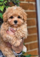 Maltipoo dogs - Advert 5