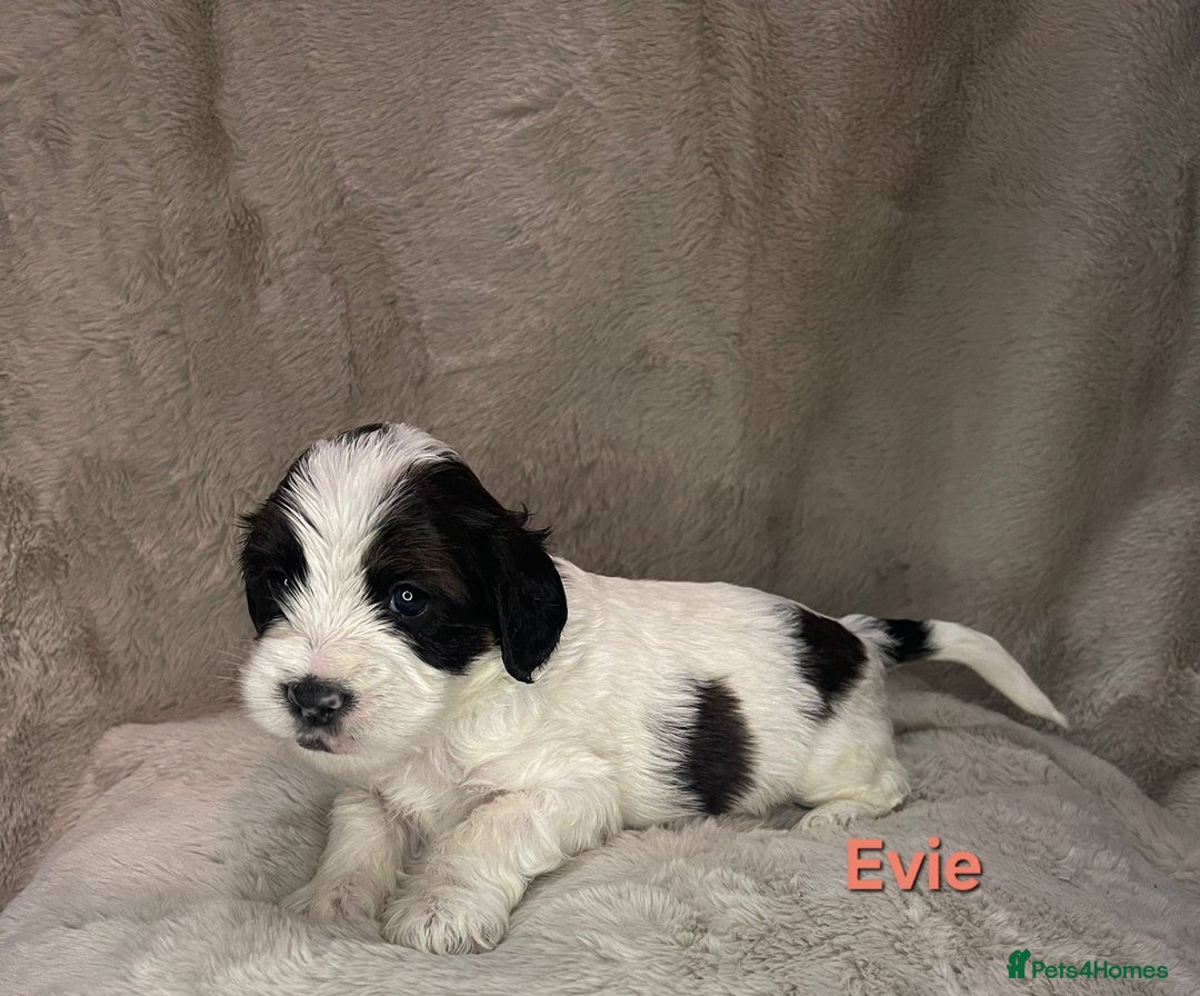 Cockapoo dogs for sale: Adorable cockapoo puppies - Image 5