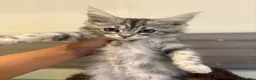 Maine Coon cats for sale: Main coon  in Telford - Advert 7