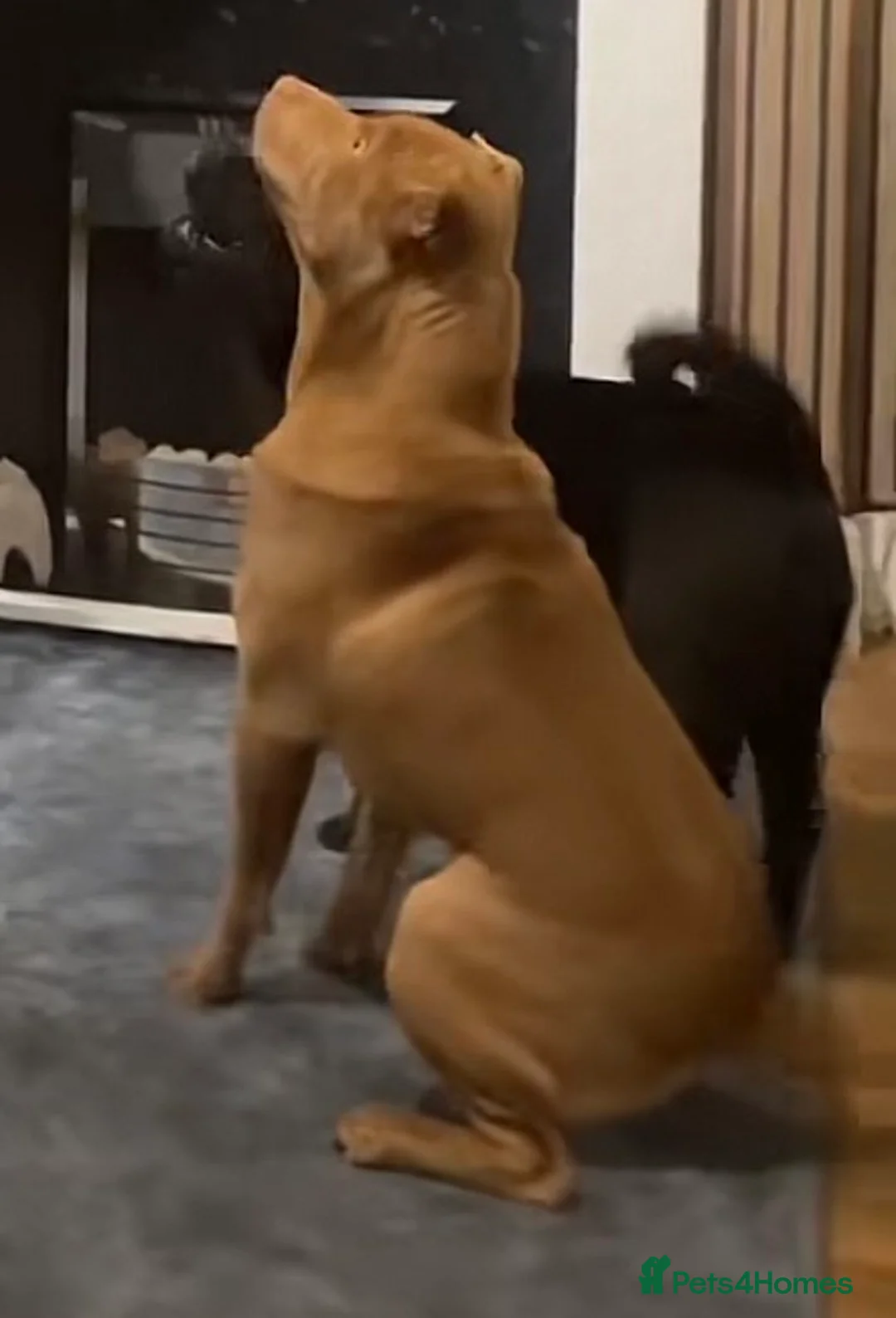 Mixed Breed dogs for sale: Our gorgeous boy Bear needs a new home  - Advert 3