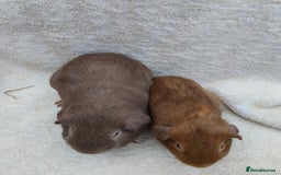 Guinea Pig rodents for sale: Guinea pig pairs for sale  - Image 6