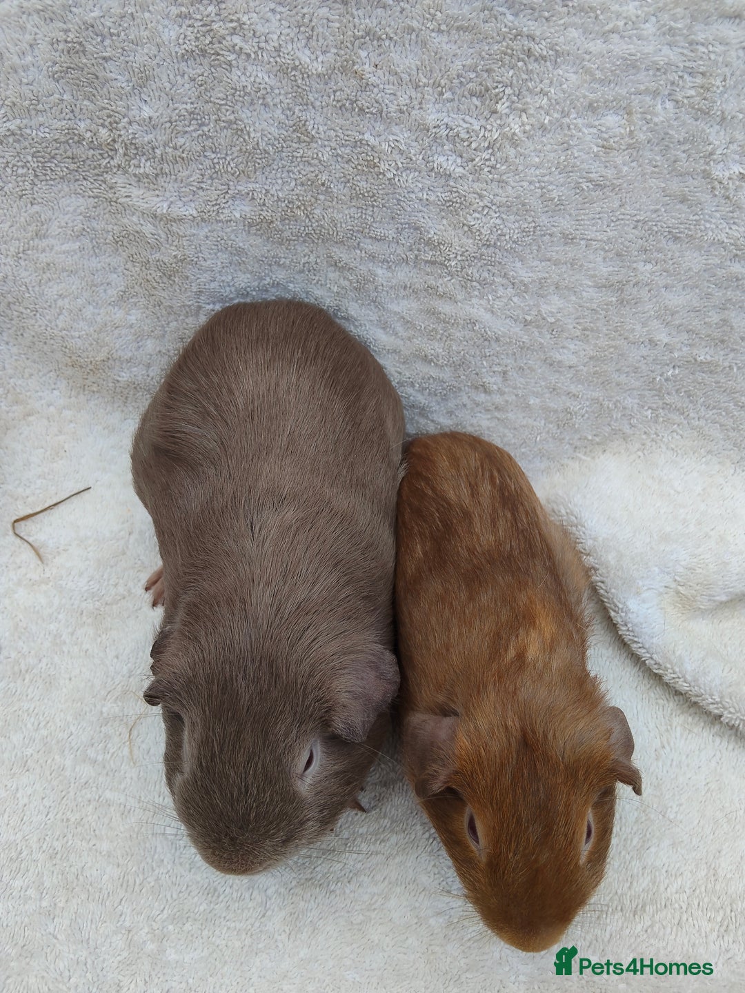 Guinea Pig rodents for sale: Guinea pig pairs for sale  - Image 6