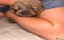Chow Chow dogs for sale: Merle Chow Chow Pups 🐻 - Image 10