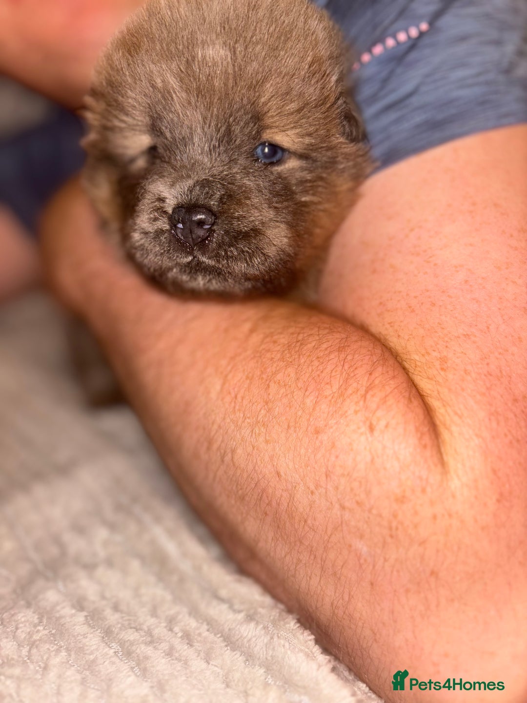 Chow Chow dogs for sale: Merle Chow Chow Pups 🐻 - Image 10