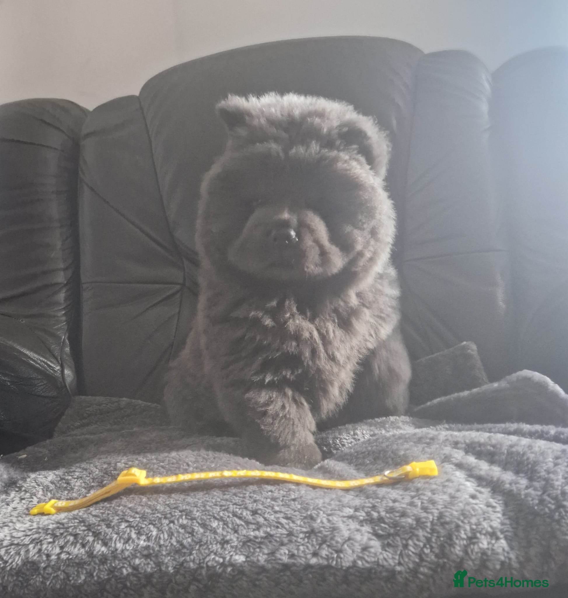 Chow Chow dogs Reduced £2400 LAST BLUE KC FEMALE AVAILABLE. - Advert 1