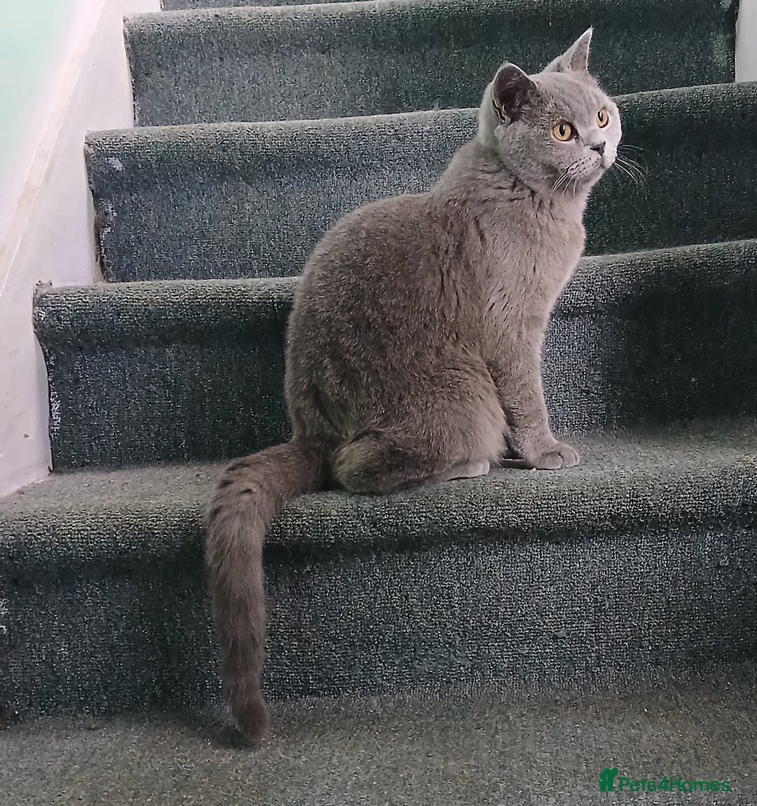British Shorthair cats for sale: STUNNING LILAC BLUE BHS YOUNG FEMALE CAT - Advert 24