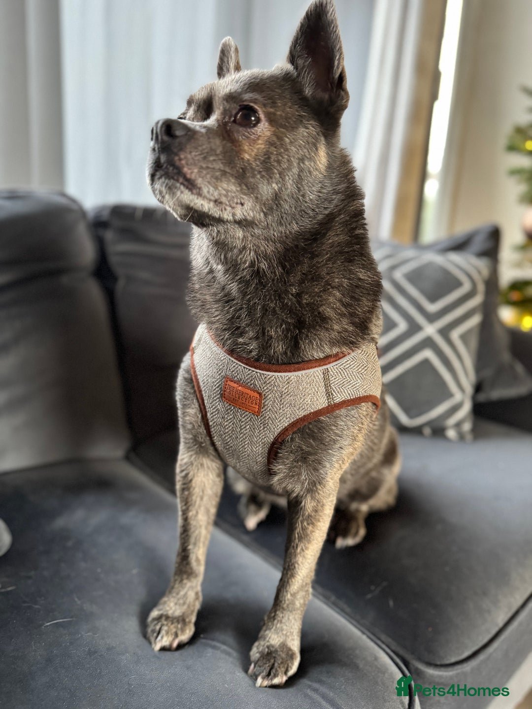 Mixed Breed dogs for sale: Ronnie  - Advert 27