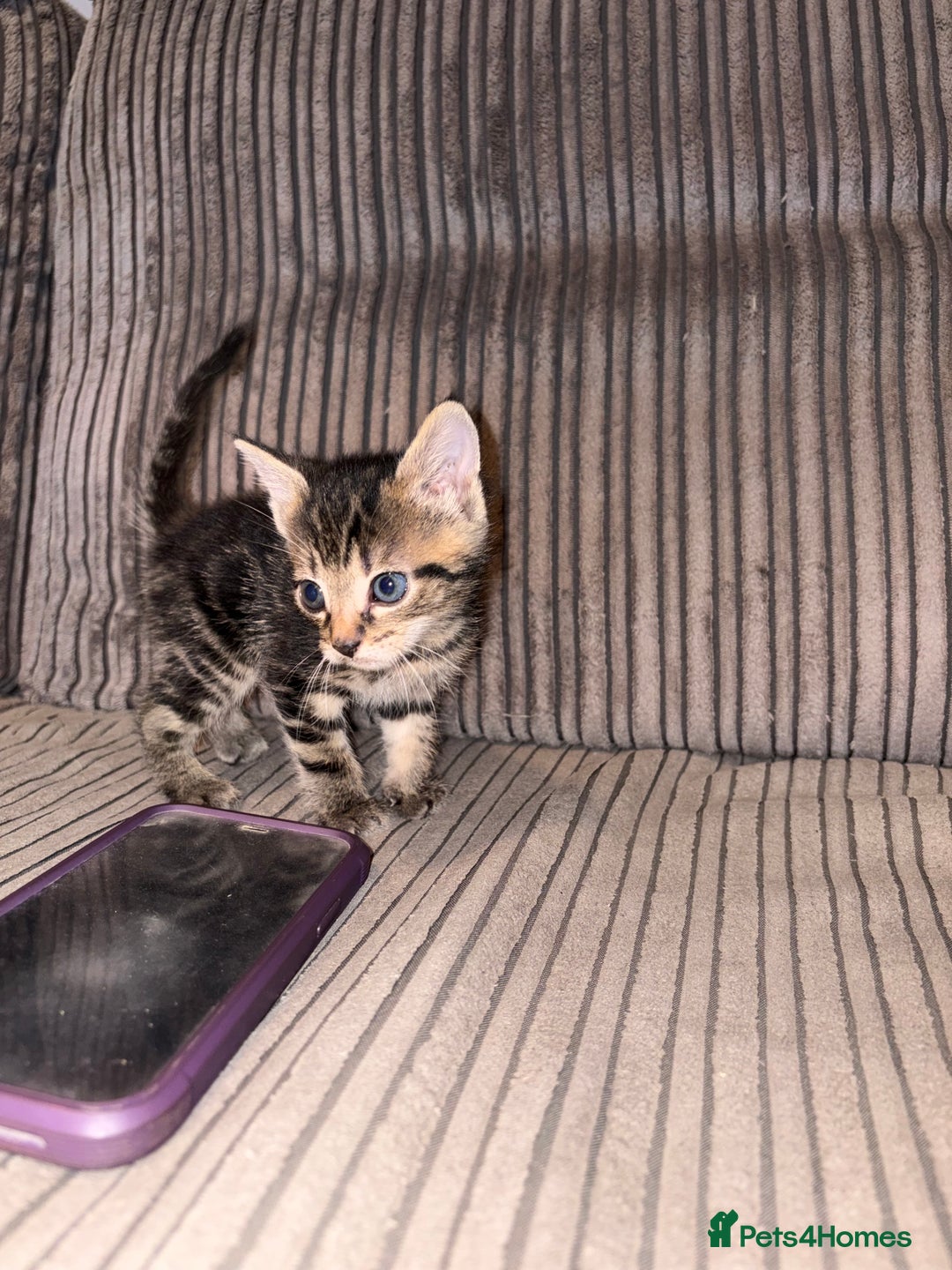 Domestic Shorthair cats for sale: 4 gorgeous Tabby kittens ready 26-1-26 - Advert 10