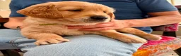 Golden Retriever dogs for sale: Golden Retriever puppy for adoption  - Advert 5