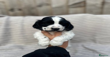 Cocker Spaniel dogs - Advert 2