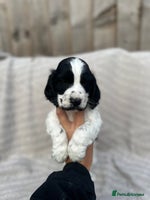 Cocker Spaniel dogs - Advert 10