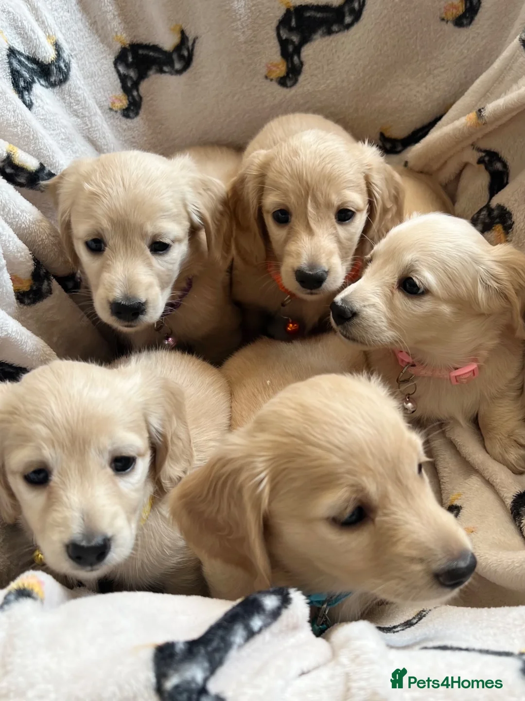Miniature Dachshund dogs for stud: KC Dachshund cream long hair Stud [ee/ii] - Advert 2