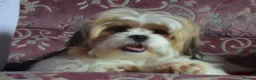 Lhasa Apso dogs for sale: Home bred stunning male Lhasa Apso - Advert 2