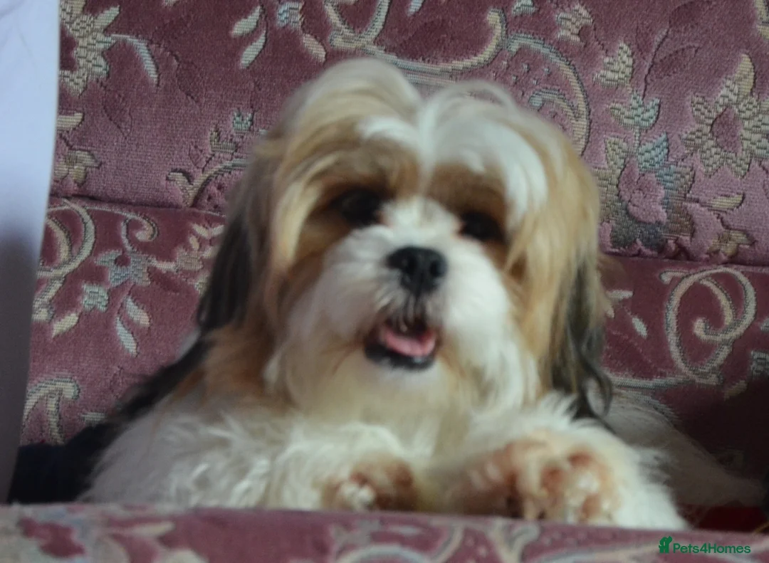 Lhasa Apso dogs for sale: Home bred stunning male Lhasa Apso - Advert 2