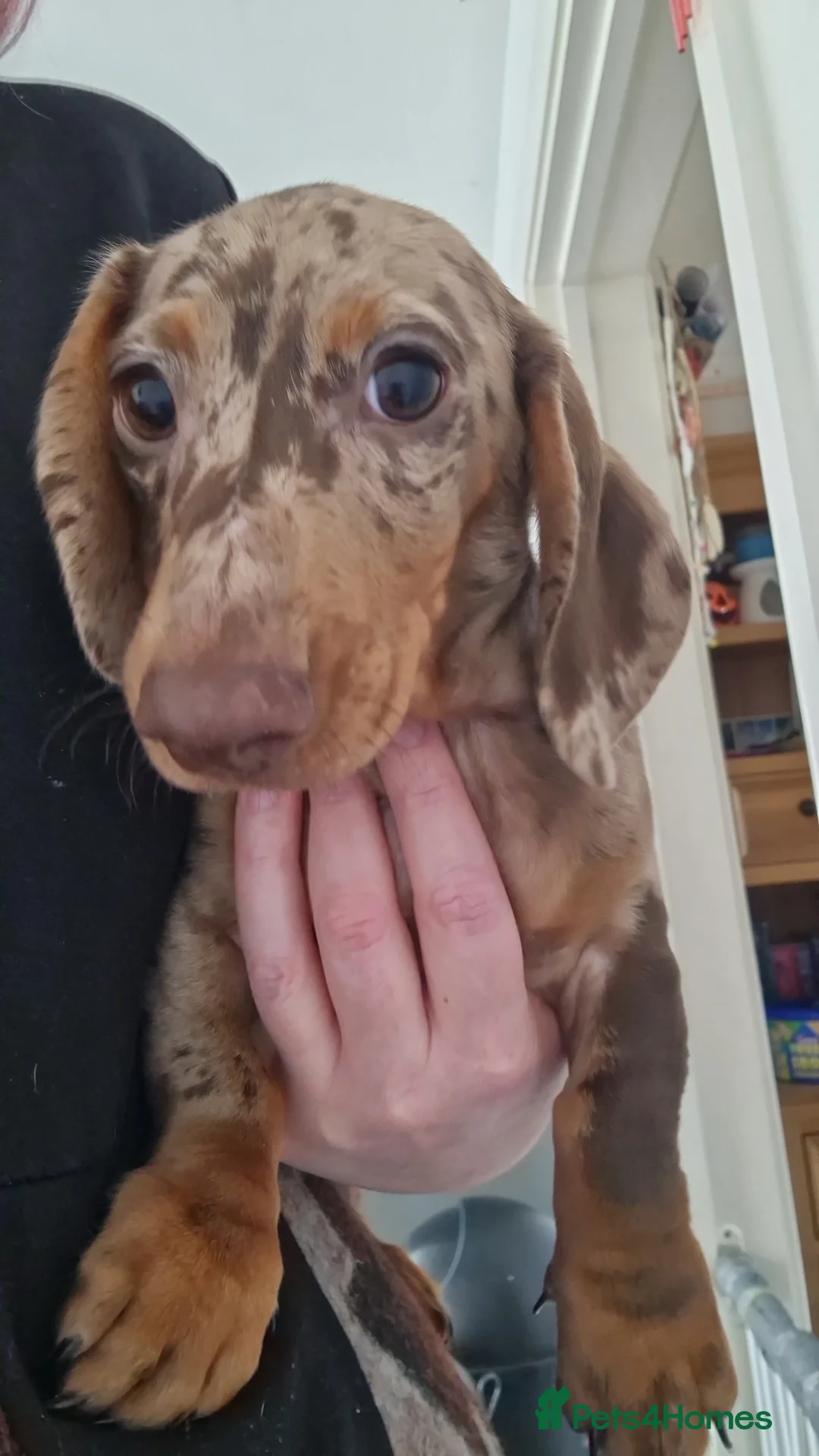 Miniature Dachshund dogs for sale: **2 Boys Left Beautiful Miniature** - Advert 1