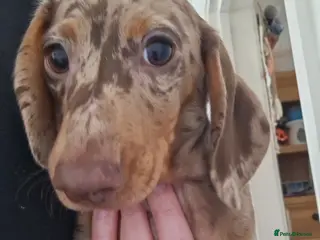 Miniature Dachshund dogs **Beautiful Miniature Boys** - Advert 14