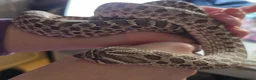 Snake reptiles for sale: Western Hognose & setup  in Shefford - Advert 2