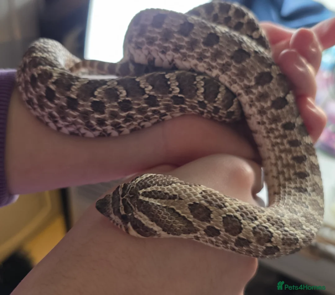 Snake reptiles for sale: Western Hognose & setup  in Shefford - Advert 2