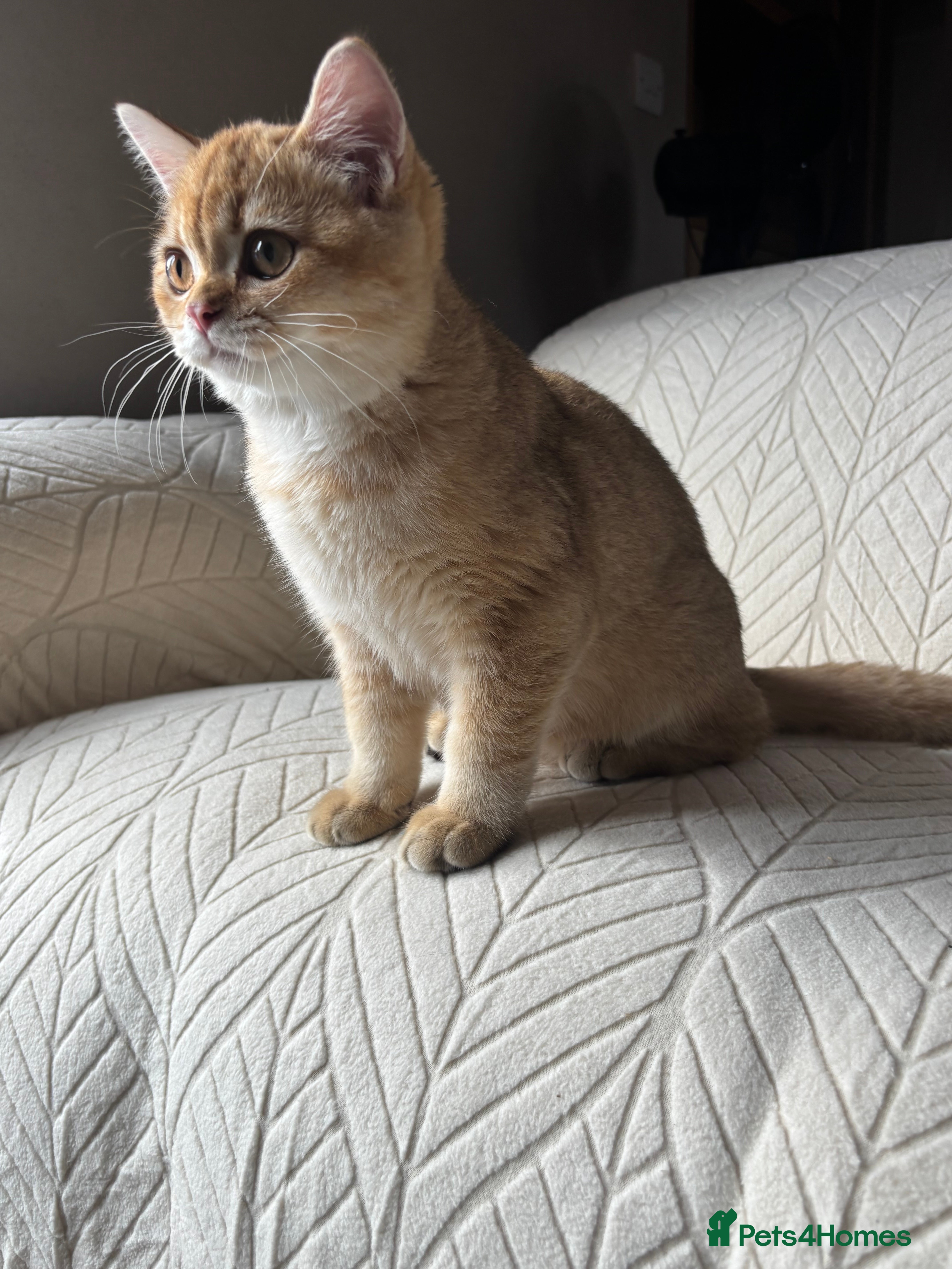 British Shorthair cats Ready to go!!! - Advert 2