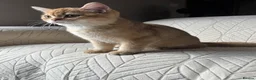 British Shorthair cats for sale: Ready to go!!! - Advert 1