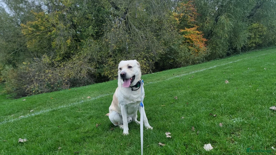 Labrador Retriever dogs for stud: Rocky in Kettering - Advert 3