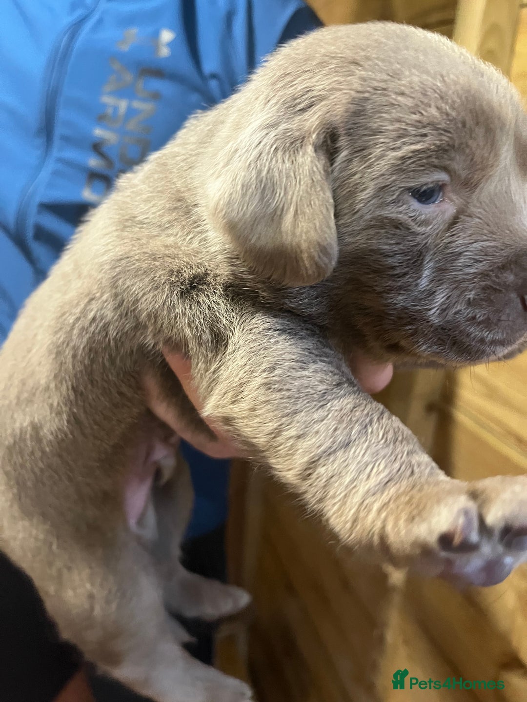 Labrador Retriever dogs for sale: Silver Labrador puppy’s  - Image 2