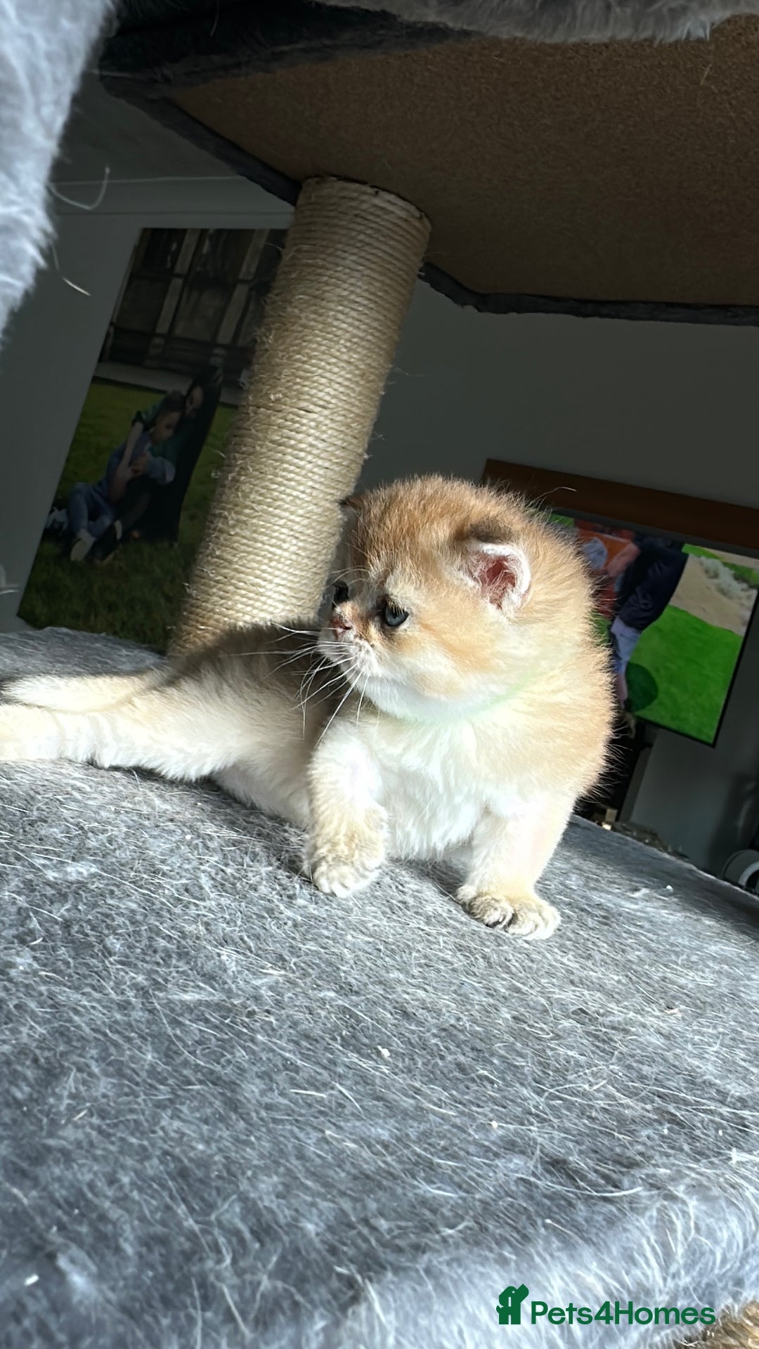 Scottish Fold cats for sale: 🐾Golden Teddy Bears – Ready for Reservation - Image 11