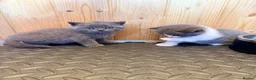 British Shorthair cats for sale: 3 British shorthair kittens - Advert 15
