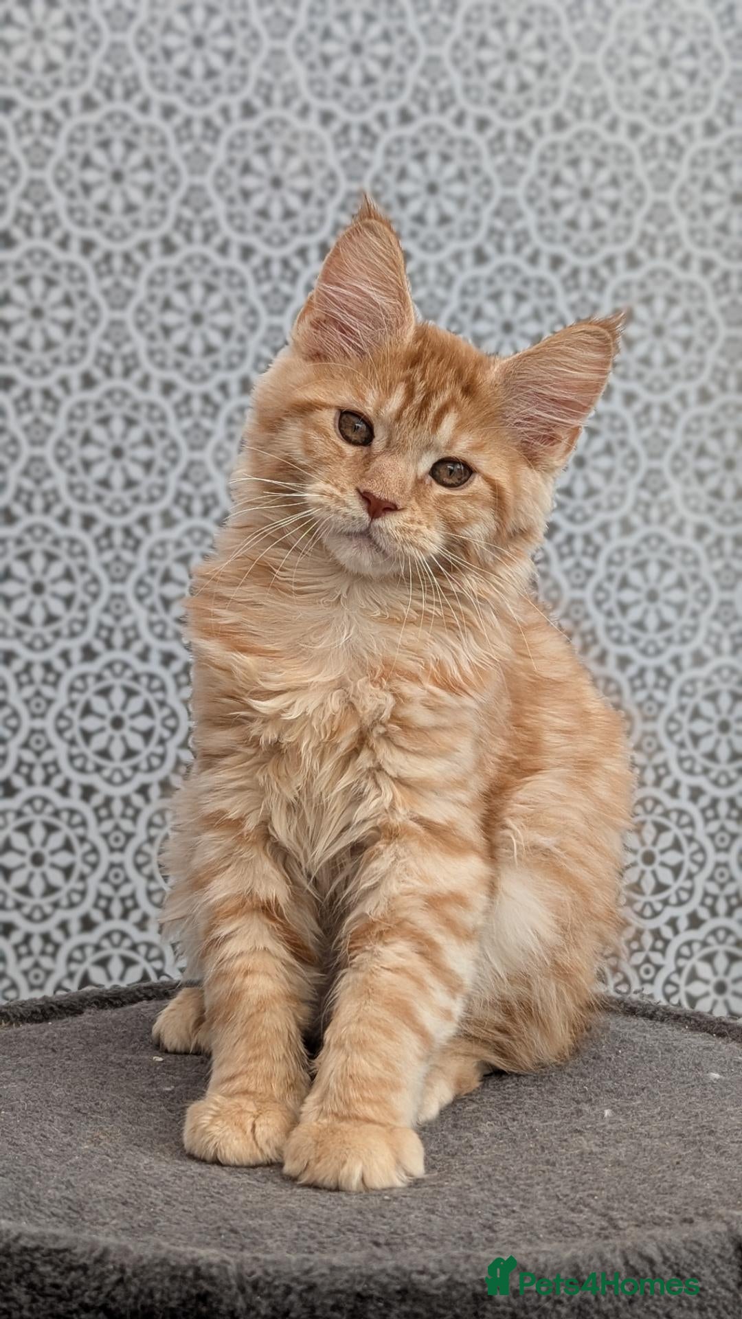 Maine Coon cats Stunning Tica registered Maine coons - Advert 1