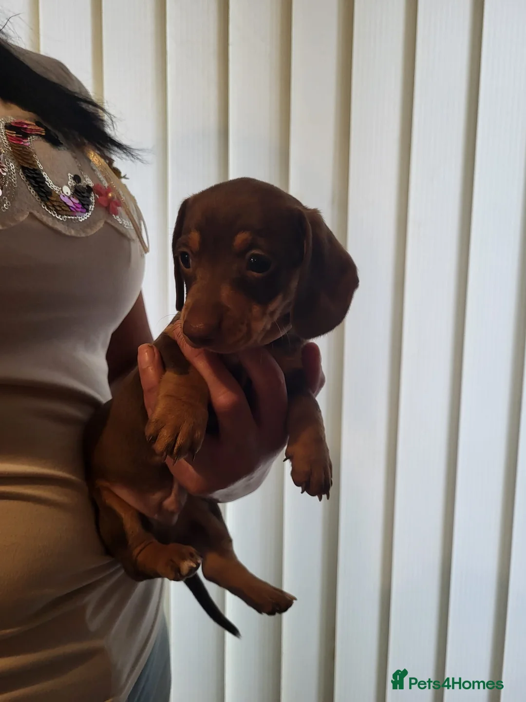 Miniature Dachshund dogs for sale: 5 miniature dachshund puppies in Norwich - Advert 9