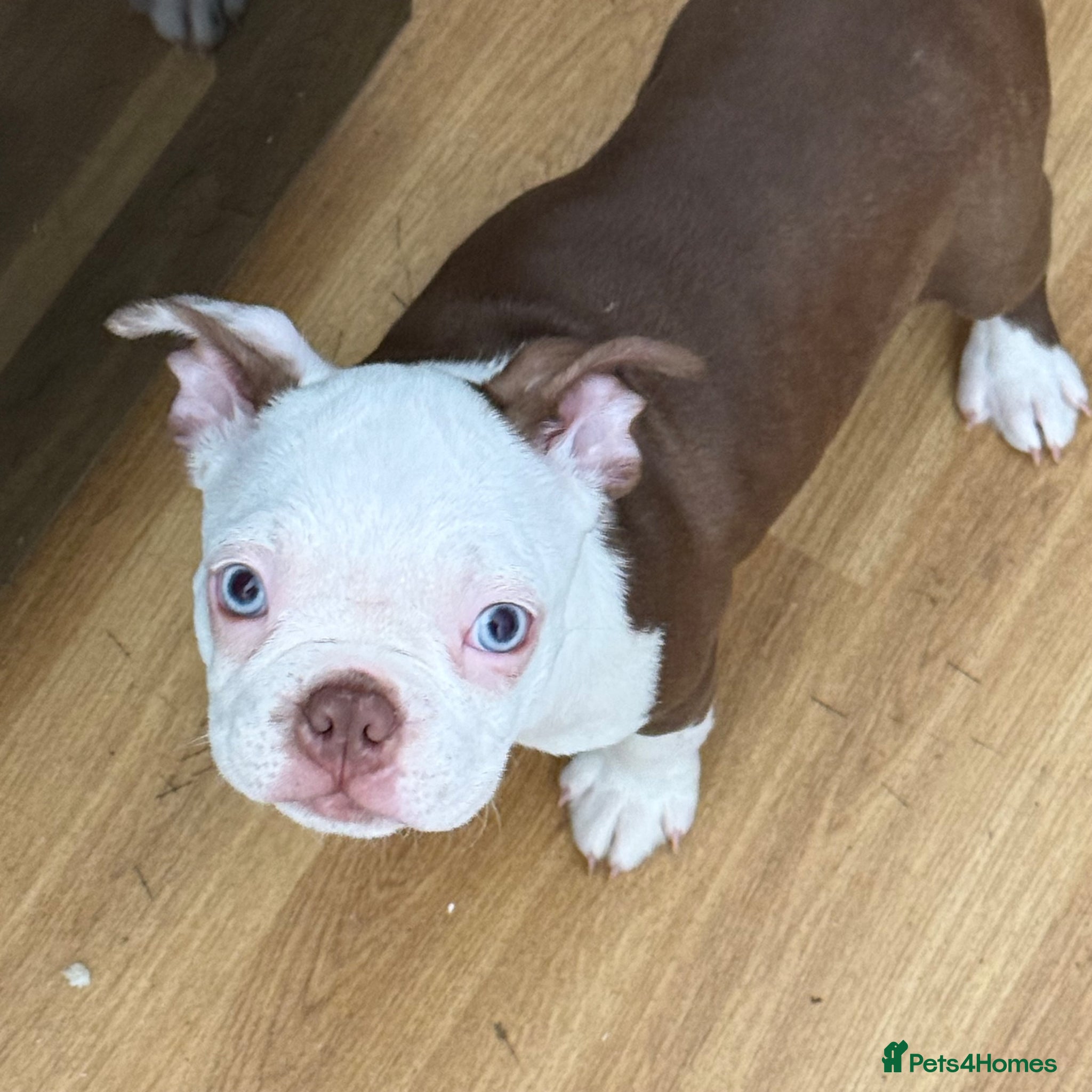 Boston Terrier dogs KC registered Boston Terrier ready now  - Advert 2