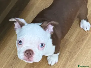 Boston Terrier dogs Fully vaccinated KC registered Boston Terriers - Advert 2