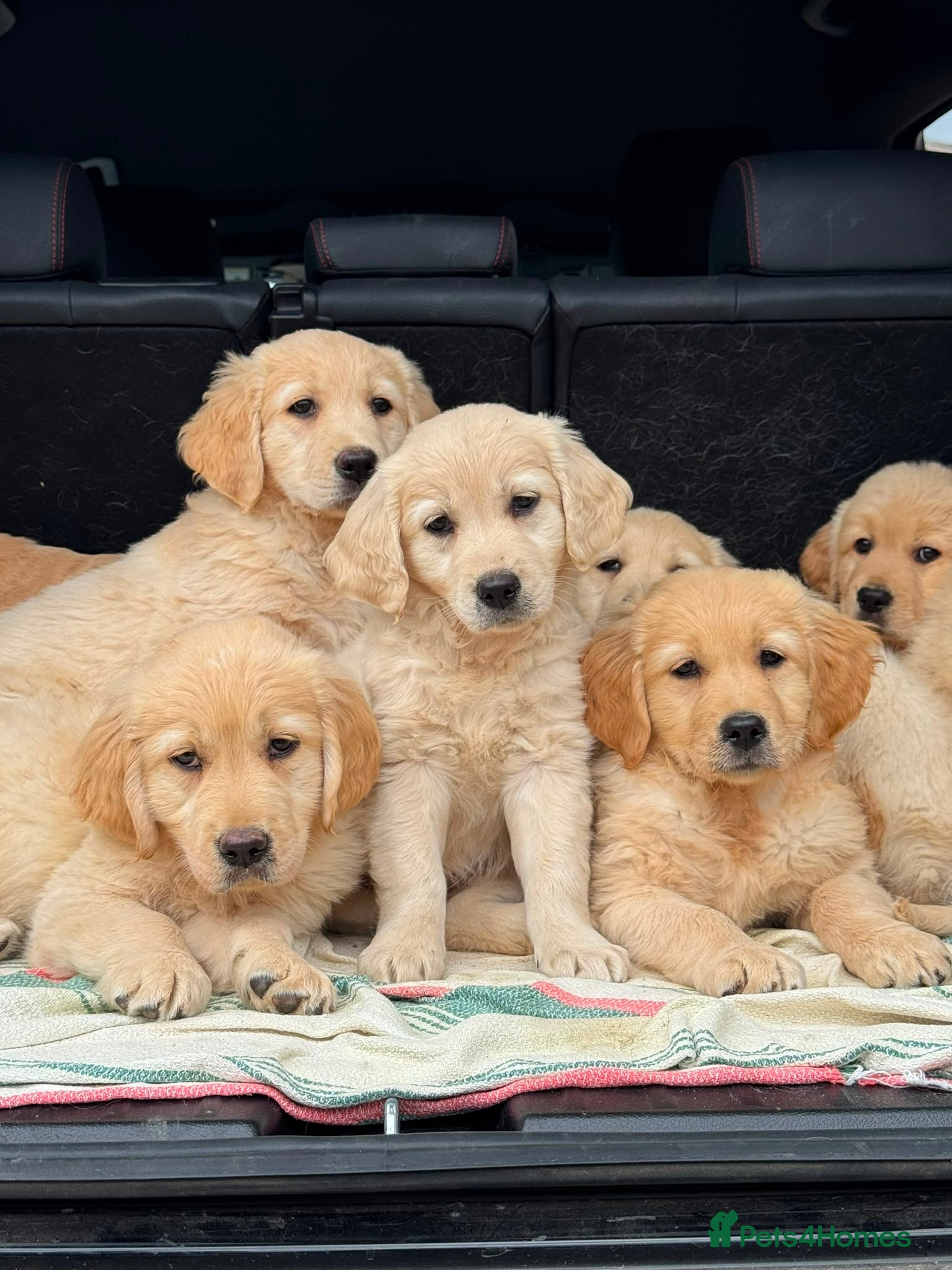 Golden Retriever dogs PUREBRED GOLDEN RETRIEVER PUPPIES – KC REGISTERED - Advert 6