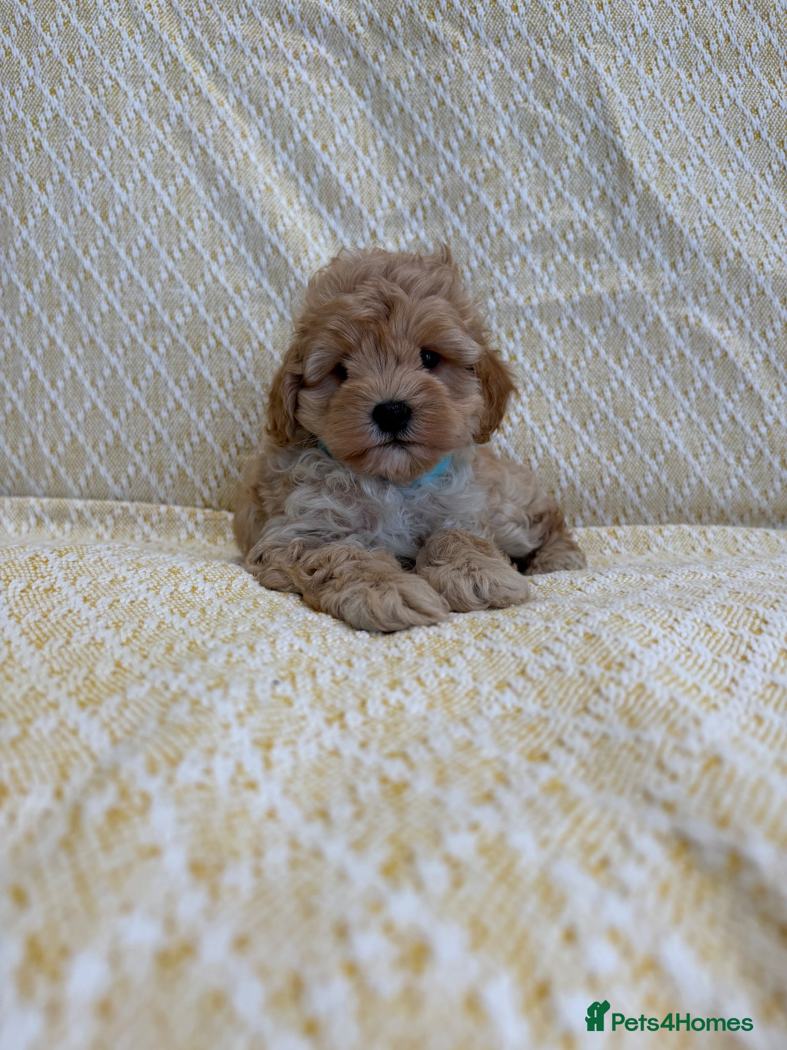 Maltipoo dogs Beautiful happy health tested,Maltipoo fur babies  - Advert 2