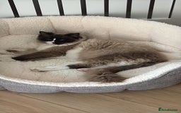 Ragdoll cats for sale: female ragdoll - Image 6