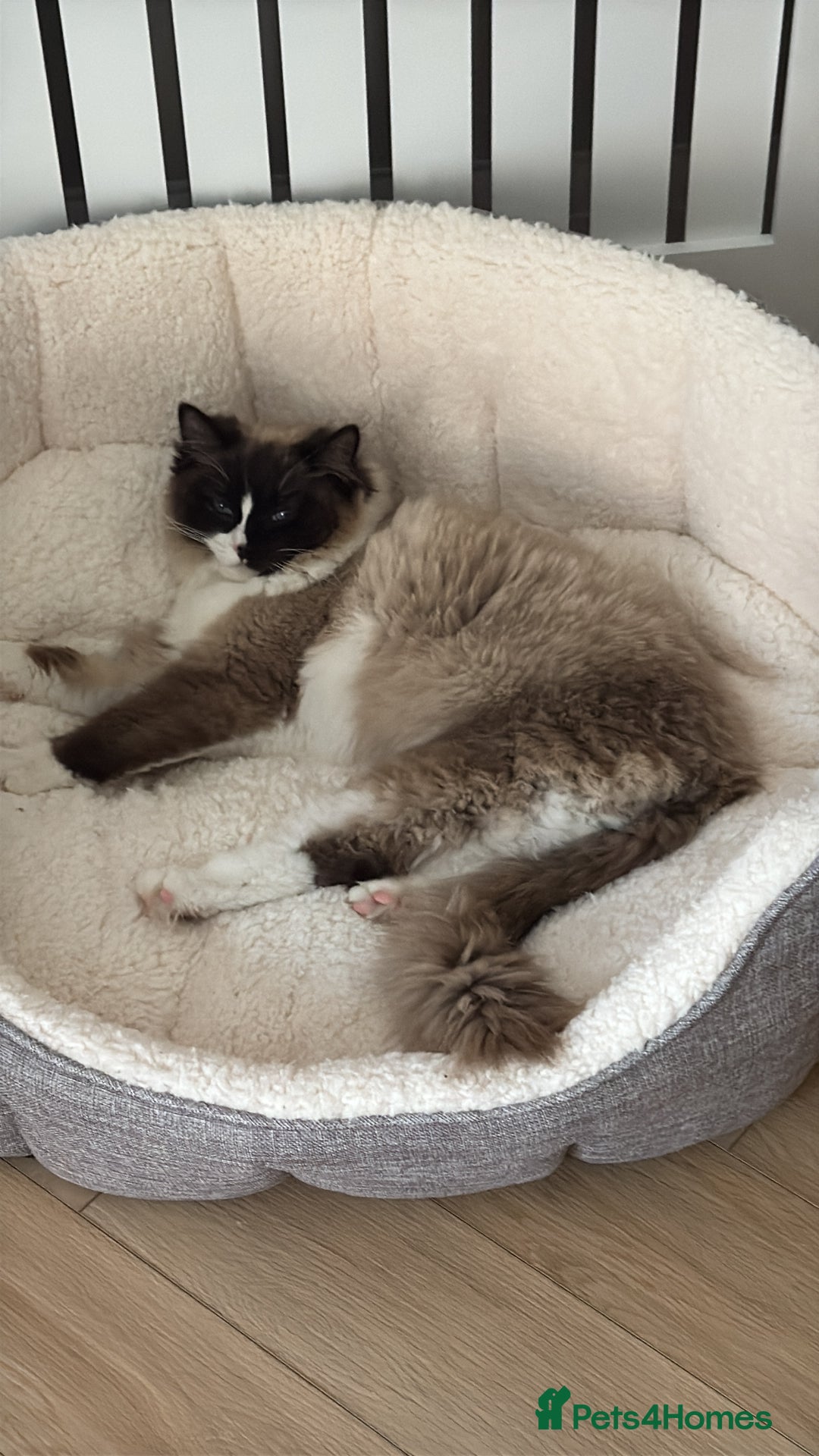 Ragdoll cats for sale: female ragdoll - Image 6