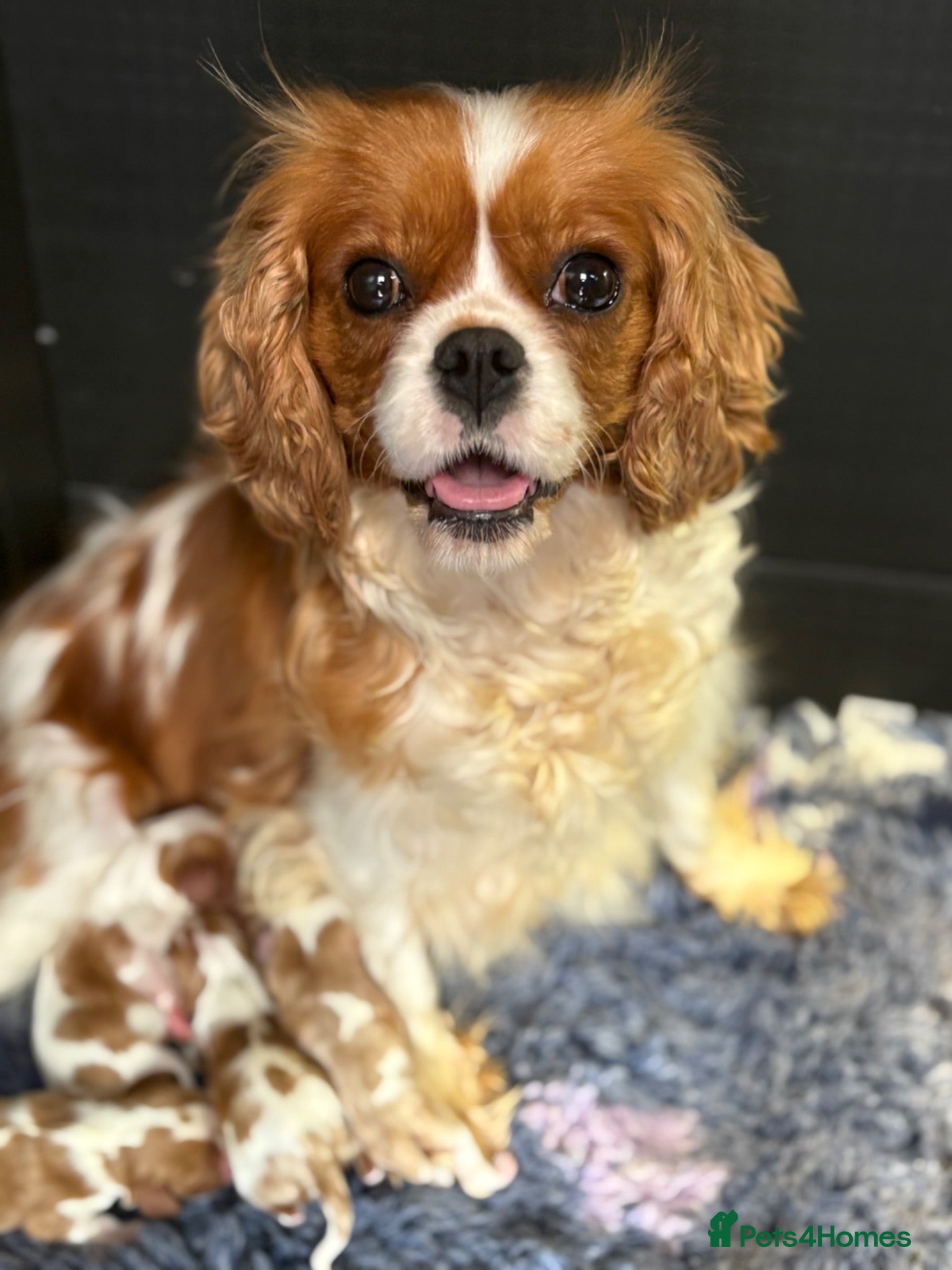 Cavalier King Charles Spaniel dogs 🧬New arrivals DNA TESTED🧬KING CHARLES CAVALIERS - Advert 1