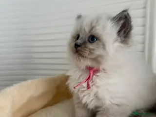 Ragdoll cats Ragdoll kittens - Advert 1